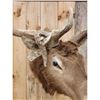Image 7 : 5x5 Elk Shoulder Mount Taxidermy