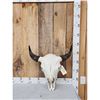 Image 1 : American Bison Buffalo Skull Taxidermy