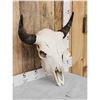 Image 3 : American Bison Buffalo Skull Taxidermy