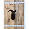 Image 1 : Exotic Black Ram Sheep Shoulder Mount Taxidermy