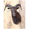 Image 2 : Exotic Black Ram Sheep Shoulder Mount Taxidermy