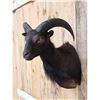 Image 3 : Exotic Black Ram Sheep Shoulder Mount Taxidermy