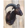 Image 4 : Exotic Black Ram Sheep Shoulder Mount Taxidermy