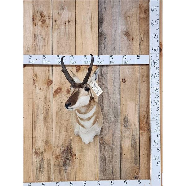 Pronghorn Antelope Shoulder Mount Taxidermy