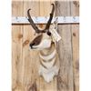 Image 2 : Pronghorn Antelope Shoulder Mount Taxidermy