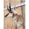 Image 3 : Pronghorn Antelope Shoulder Mount Taxidermy