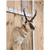 Image 4 : Pronghorn Antelope Shoulder Mount Taxidermy