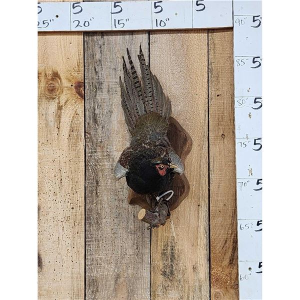 Color Phase Ringneck Pheasant Full Body Bird Taxidermy
