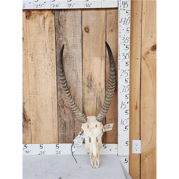 African Waterbuck Skull Taxidermy