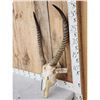 Image 2 : African Waterbuck Skull Taxidermy