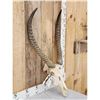 Image 3 : African Waterbuck Skull Taxidermy