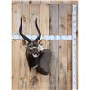 Image 1 : African Nyala Shoulder Mount Taxidermy