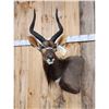 Image 2 : African Nyala Shoulder Mount Taxidermy