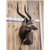 Image 5 : African Nyala Shoulder Mount Taxidermy