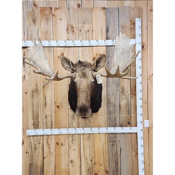 51" Wide Moose Shoulder Mount Taxidermy