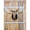 Image 1 : 51" Wide Moose Shoulder Mount Taxidermy