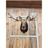 Image 2 : 51" Wide Moose Shoulder Mount Taxidermy