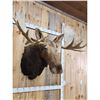 Image 4 : 51" Wide Moose Shoulder Mount Taxidermy