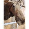 Image 5 : 51" Wide Moose Shoulder Mount Taxidermy