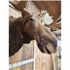 Image 6 : 51" Wide Moose Shoulder Mount Taxidermy