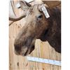 Image 7 : 51" Wide Moose Shoulder Mount Taxidermy