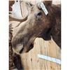 Image 8 : 51" Wide Moose Shoulder Mount Taxidermy
