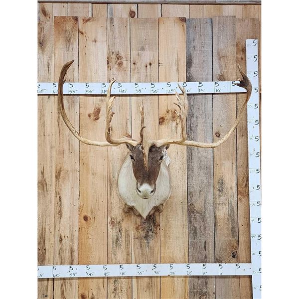Caribou Shoulder Mount Taxidermy