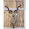 Image 1 : African Kudu Shoulder Mount Taxidermy