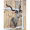 Image 3 : African Kudu Shoulder Mount Taxidermy