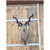 Image 4 : African Kudu Shoulder Mount Taxidermy