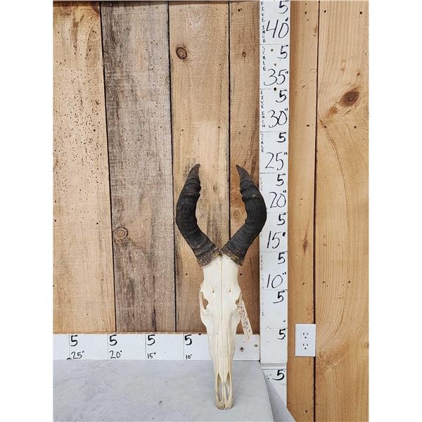 African Hartebeest Skull Taxidermy