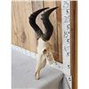 Image 2 : African Hartebeest Skull Taxidermy