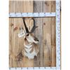 Image 1 : Pronghorn Antelope Shoulder Mount Taxidermy