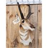 Image 2 : Pronghorn Antelope Shoulder Mount Taxidermy