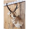 Image 3 : Pronghorn Antelope Shoulder Mount Taxidermy
