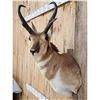 Image 4 : Pronghorn Antelope Shoulder Mount Taxidermy