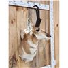 Image 5 : Pronghorn Antelope Shoulder Mount Taxidermy