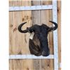 Image 1 : African Blue Wildebeest Shoulder Mount Taxidermy
