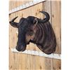Image 3 : African Blue Wildebeest Shoulder Mount Taxidermy