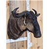 Image 4 : African Blue Wildebeest Shoulder Mount Taxidermy