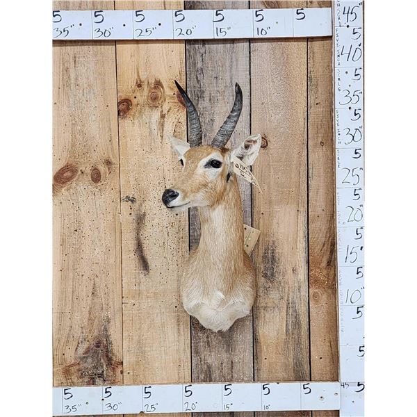 African Reedbuck Shoulder Mount Taxidermy