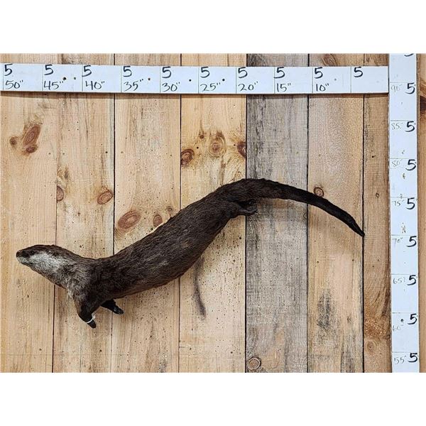 Swimming Otter Full Body Taxidermy Mount