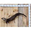 Image 1 : Swimming Otter Full Body Taxidermy Mount