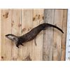 Image 2 : Swimming Otter Full Body Taxidermy Mount