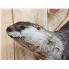Image 3 : Swimming Otter Full Body Taxidermy Mount