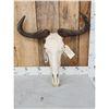 Image 2 : African Blue Wildebeest Skull Taxidermy