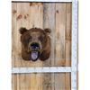 Image 1 : HUGE Vintage Alaskan Brown Bear Shoulder Mount Taxidermy