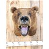 Image 2 : HUGE Vintage Alaskan Brown Bear Shoulder Mount Taxidermy
