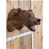 Image 3 : HUGE Vintage Alaskan Brown Bear Shoulder Mount Taxidermy
