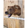 Image 4 : HUGE Vintage Alaskan Brown Bear Shoulder Mount Taxidermy